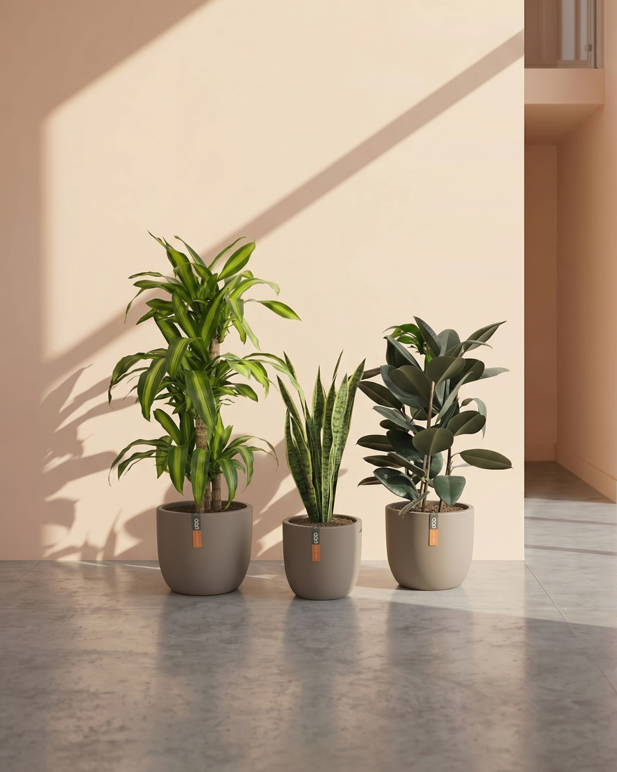Three potted plants in front of a beige wall with shadows.