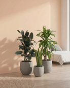 Three potted plants in a room with a bed and light-colored wall