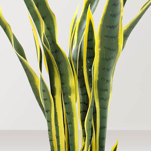 Artificial Snake Plant in VASO Pot