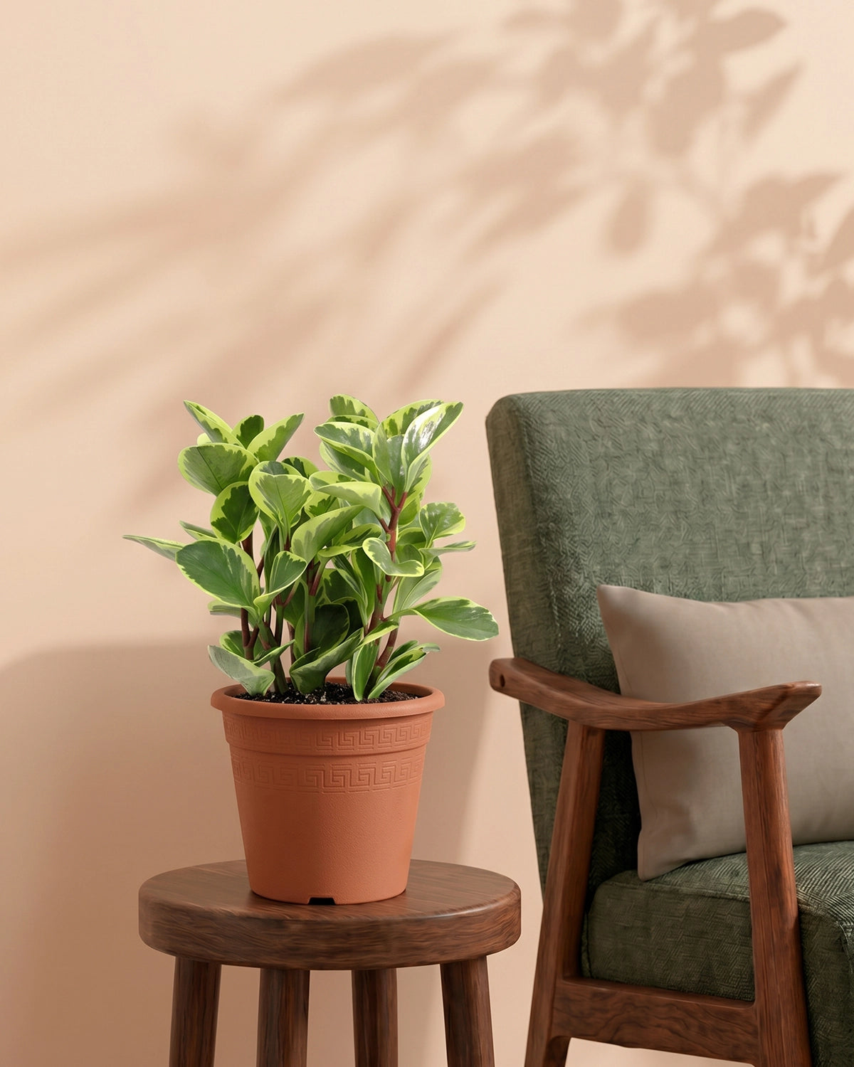 نبات المطاط الصغير (Peperomia obtusifolia)