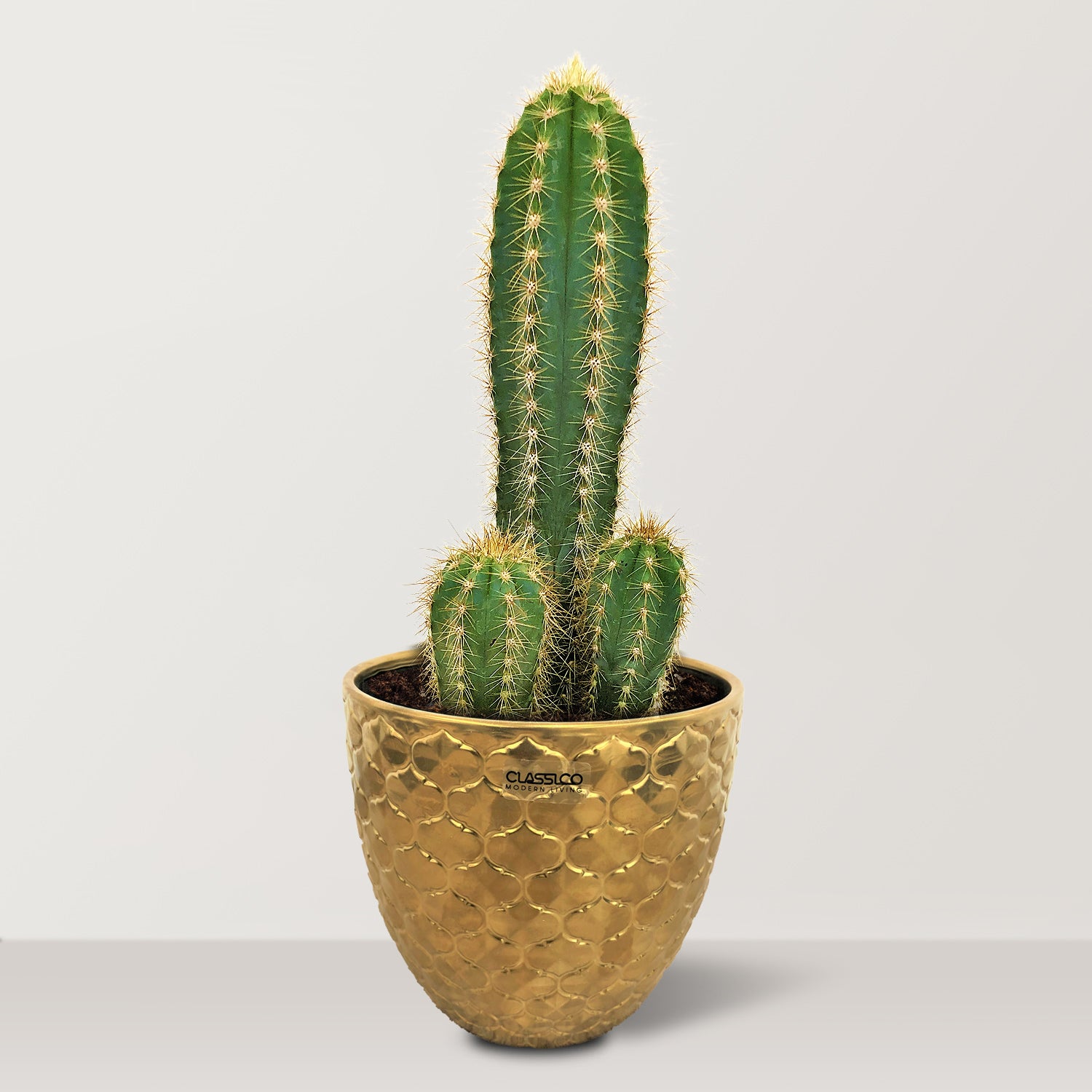Echino Cactus