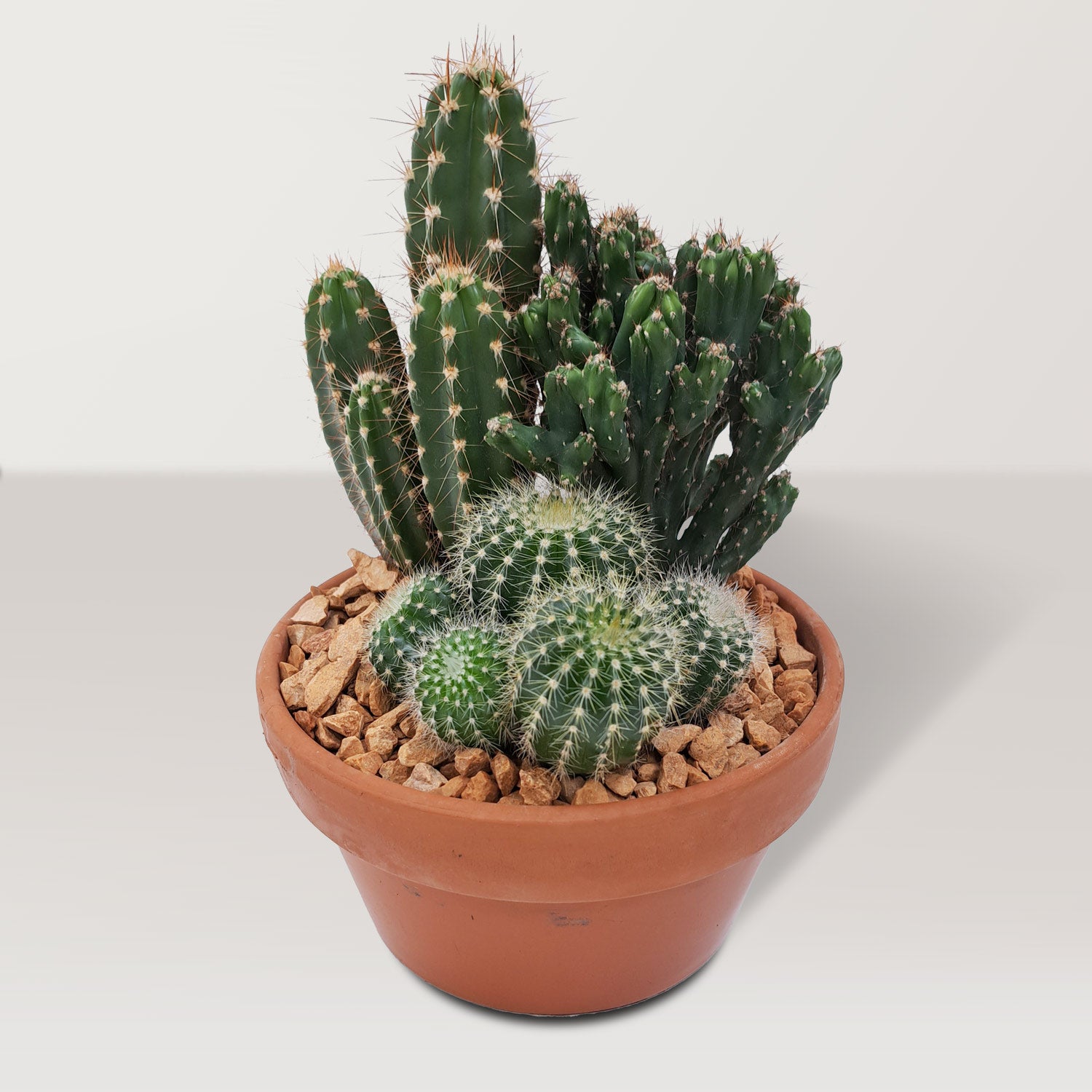 Cactus-in-Clay-Pot