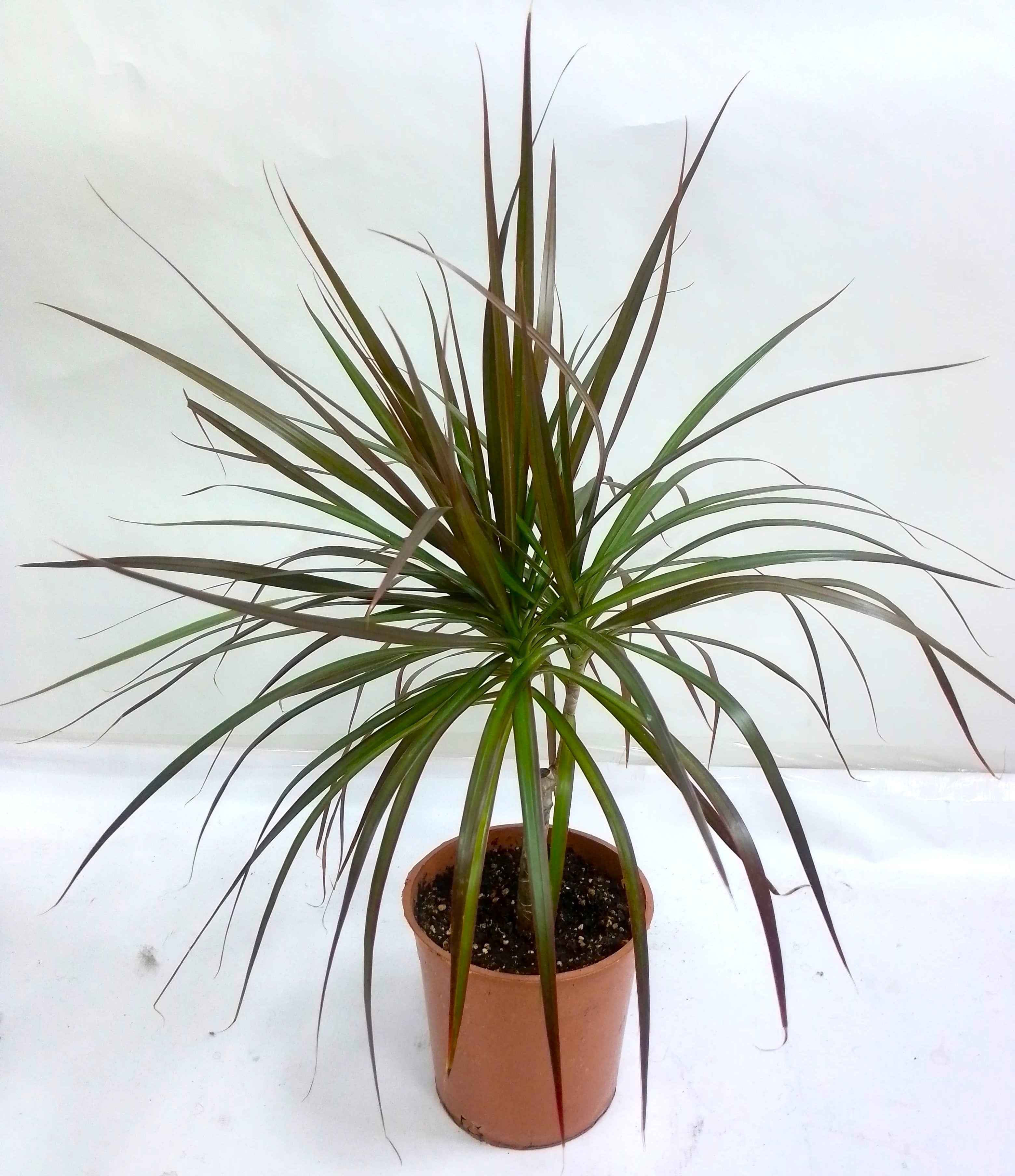 Dracaena marginata