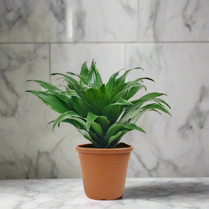 Dracaena-Janet-Craig-Dracaena-fragrans-Compacta