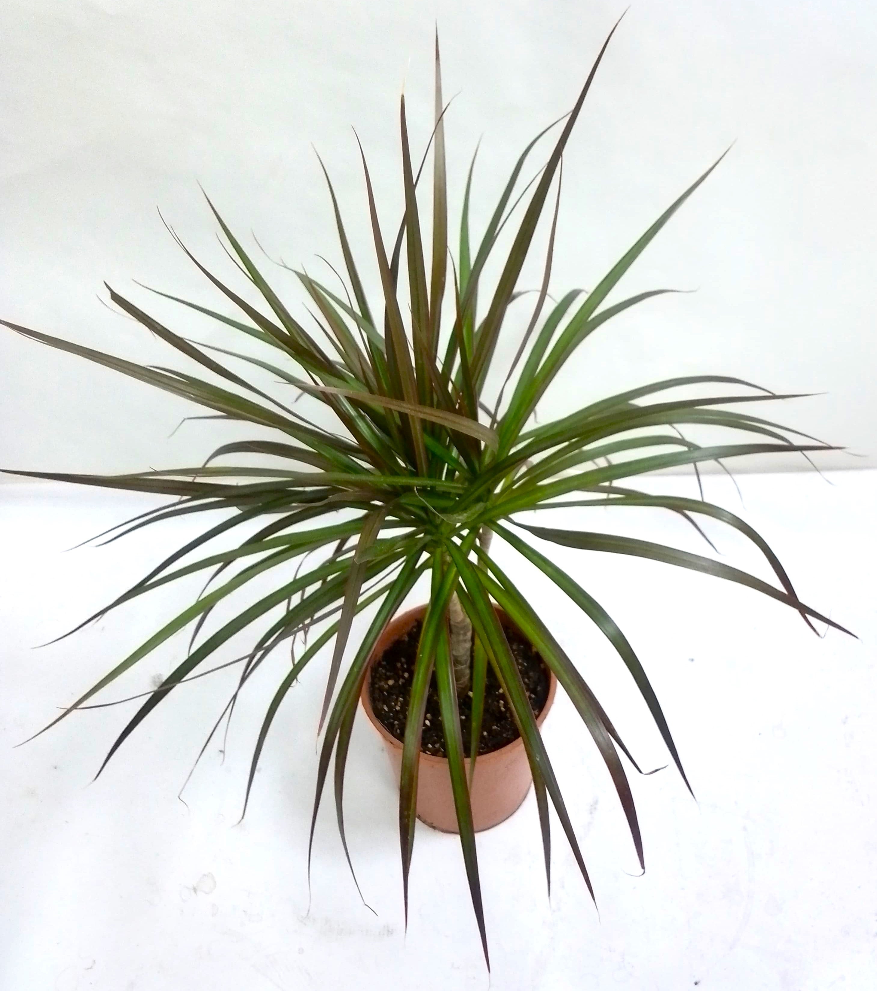 Dracaena marginata