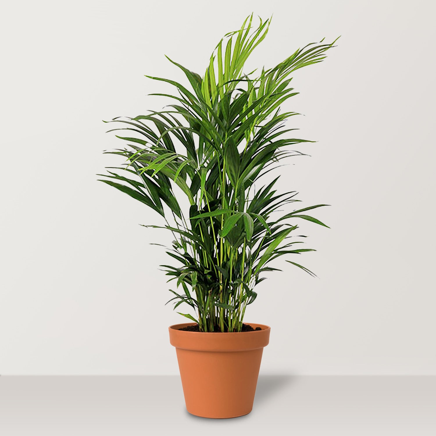 Areca Palm (Dypsis lutescens)