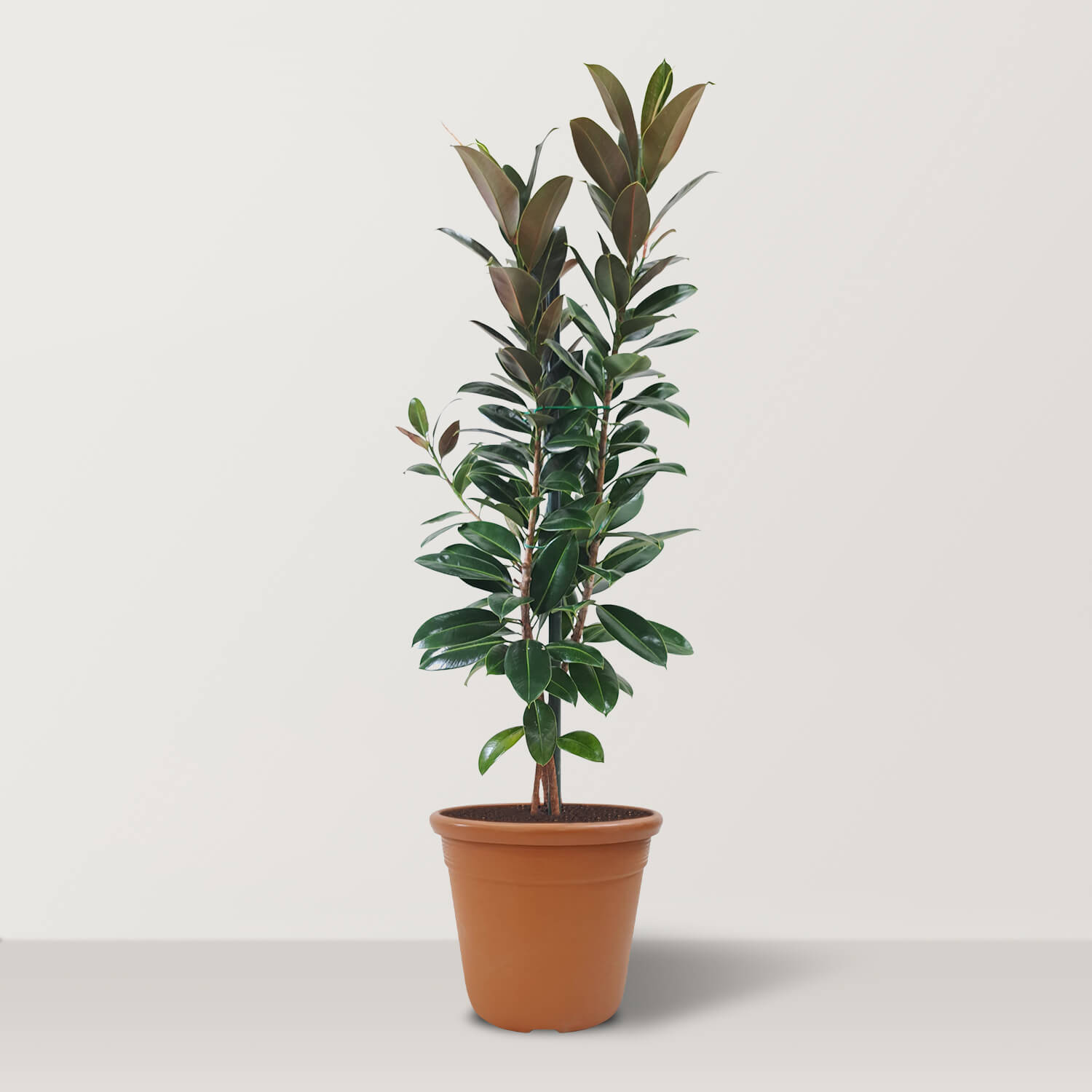 Ficus Elastica Melany