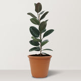 Ficus-elastica-rubesta---Green