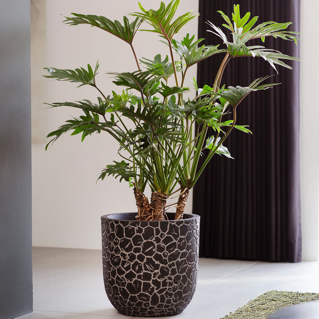 anthurium riyadh Flamingo lily (Anthurium Andraeanum)