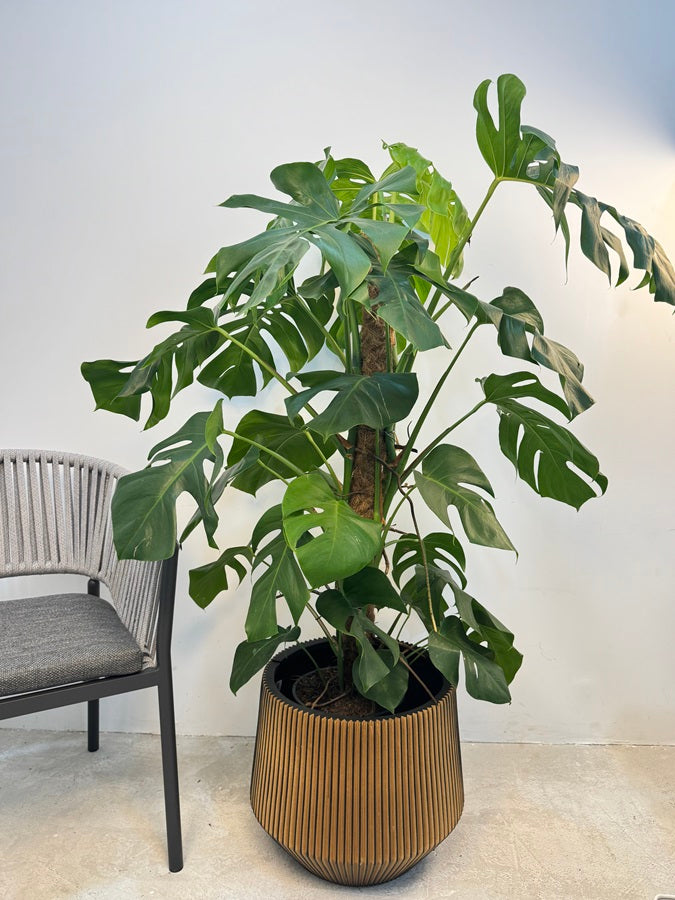 anthurium riyadh Flamingo lily (Anthurium Andraeanum)