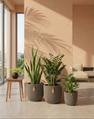 Three potted plants in a modern living room with a neutral color palette.