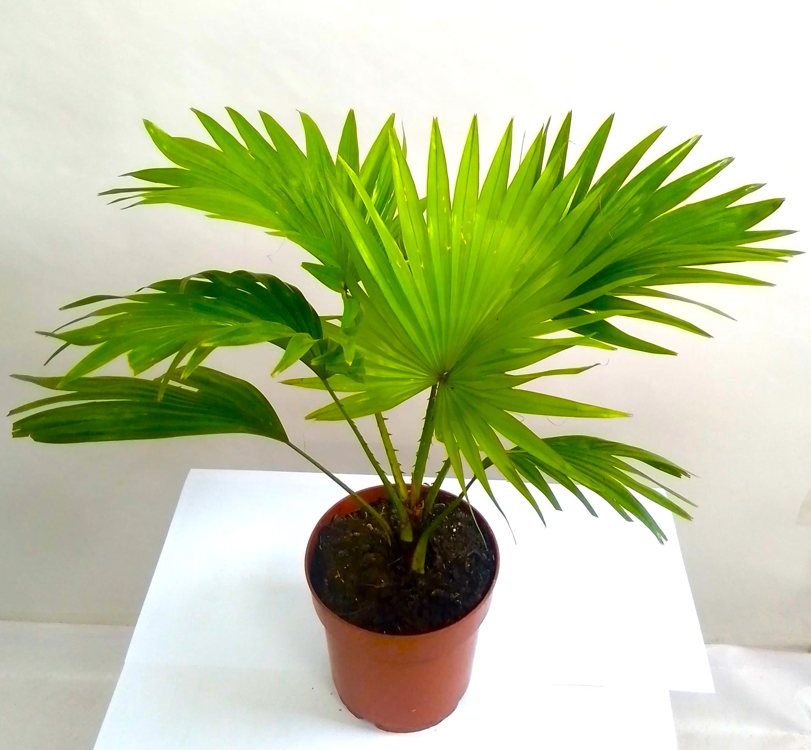 Mini Livistona chinensis (Chinese Fan Palm)