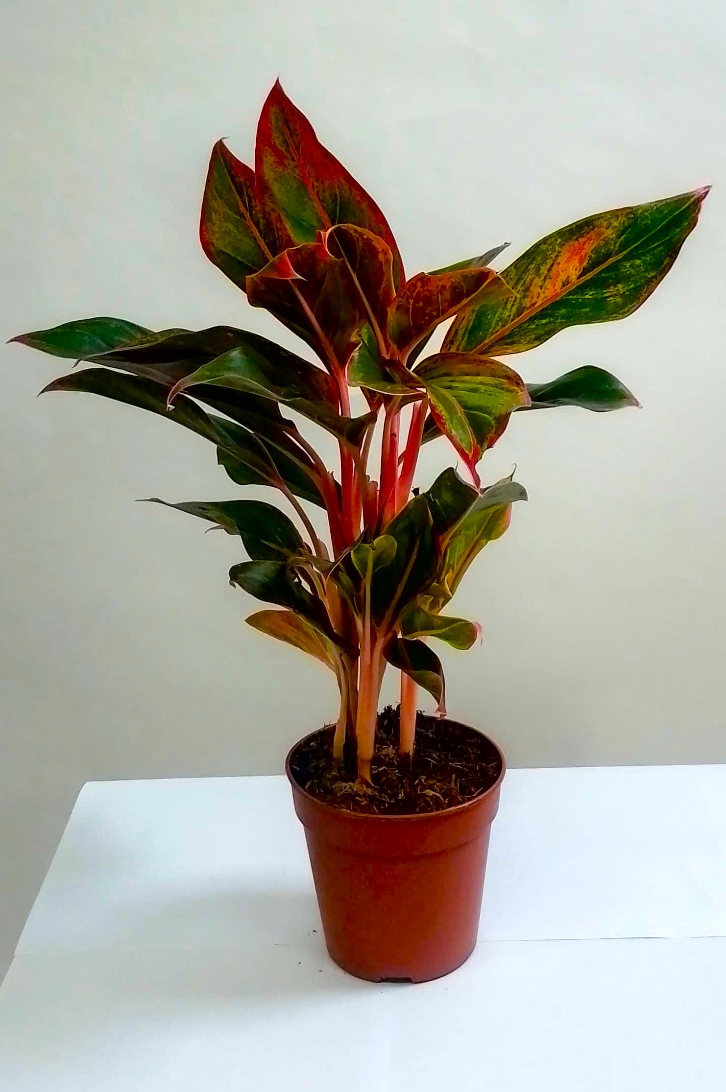 Aglaonema siam aurora (Red Aglaonema)