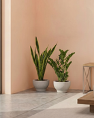 Two potted plants on a floor against a peach-colored wall with a wooden shelf.