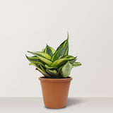 Mini-Sansevieria-trifasciata-Yellow