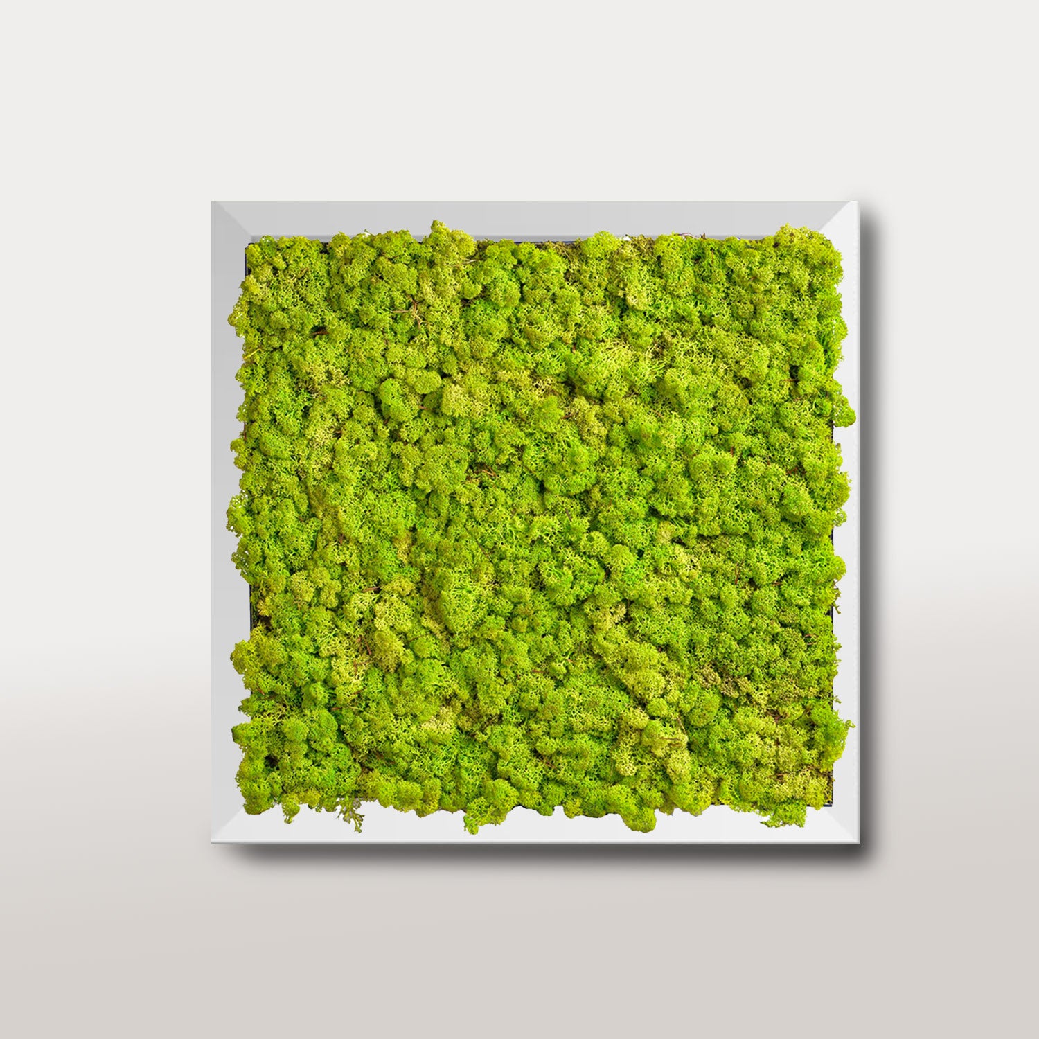 Preserved Reindeer Moss with frame single color