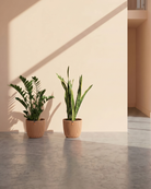 Two potted plants on a reflective surface with a neutral background