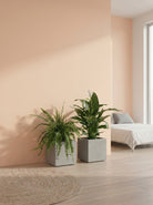 Two potted plants in a room with a bed and pink wall.