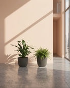 Two potted plants on a reflective floor with a neutral wall background