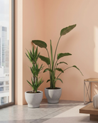 Two potted plants in a modern interior setting with a cityscape view.