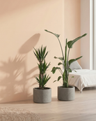 Two potted plants on a wooden floor with a soft pink wall in the background.