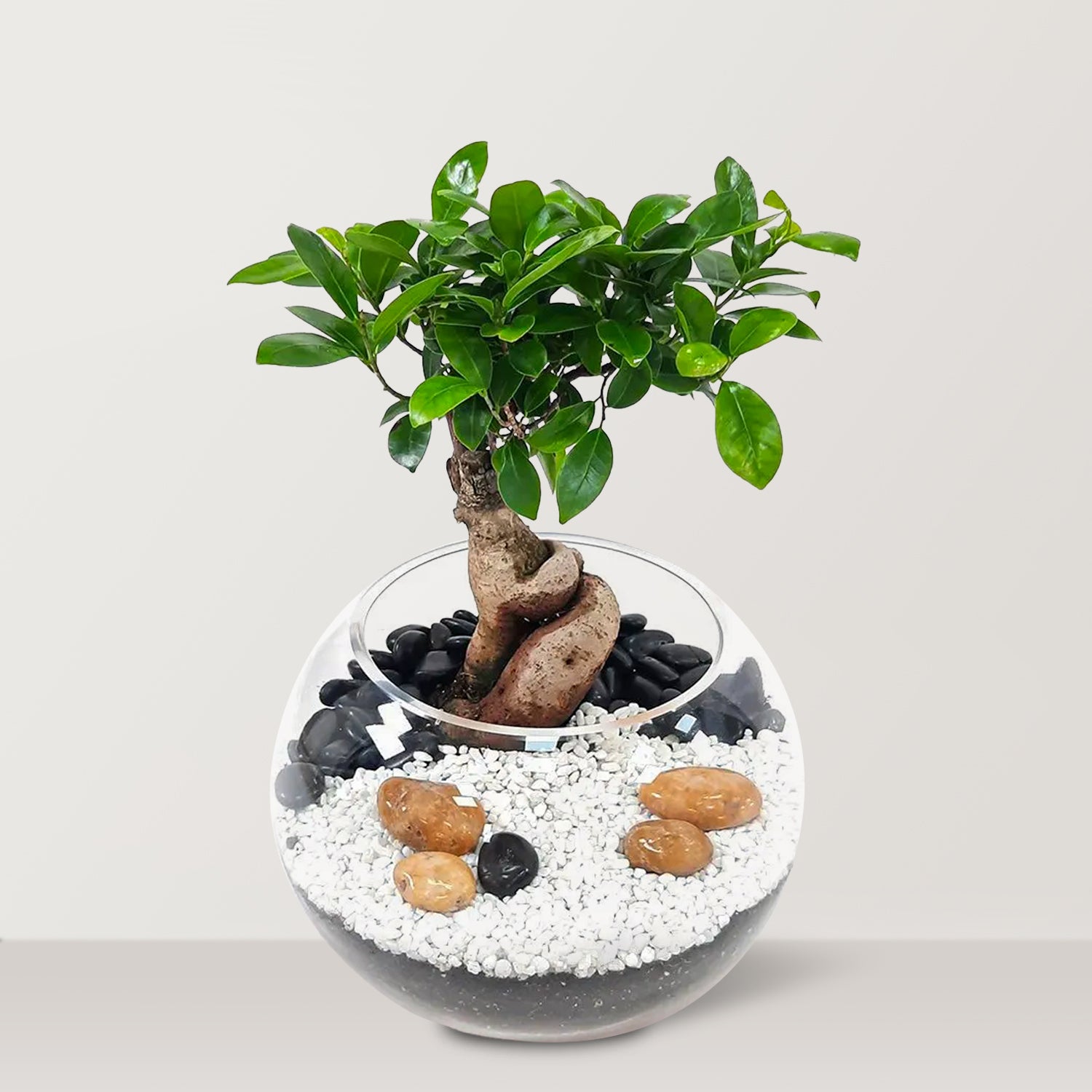 Terrarium with Ficus microcarpa 'Ginseng'