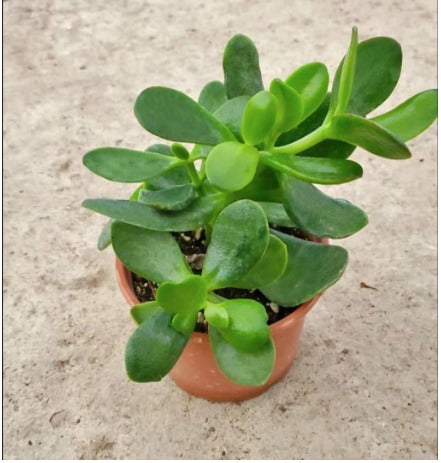 Jade Plant (Crassula ovata)