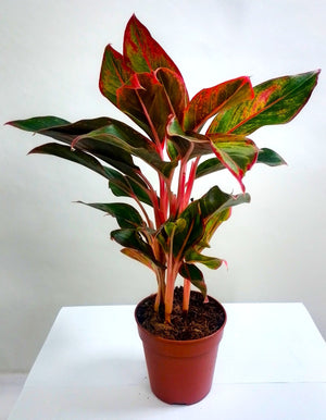 Aglaonema siam aurora (Red Aglaonema) - Bostan Al Jazeera