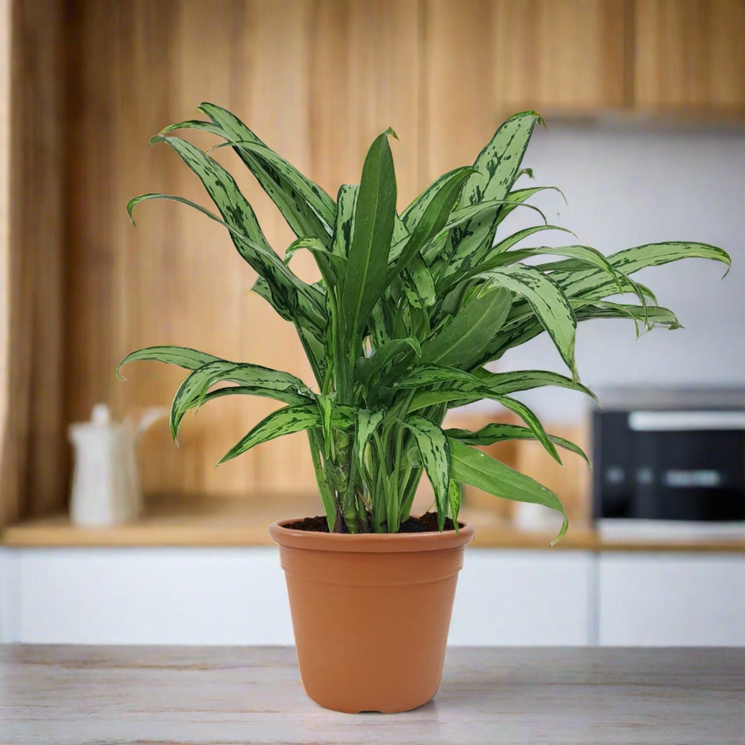 Aglaonema Silver Bay Cutlass - Bostan Al Jazeera