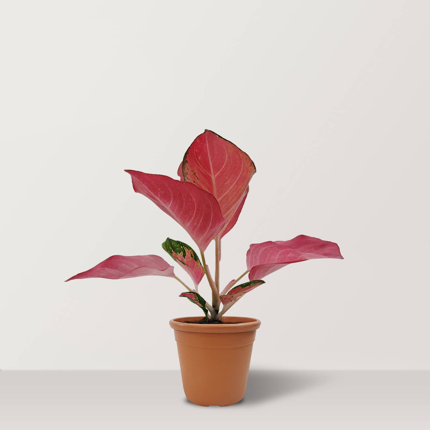 Aglaonema Super Pink - Bostan Al Jazeera
