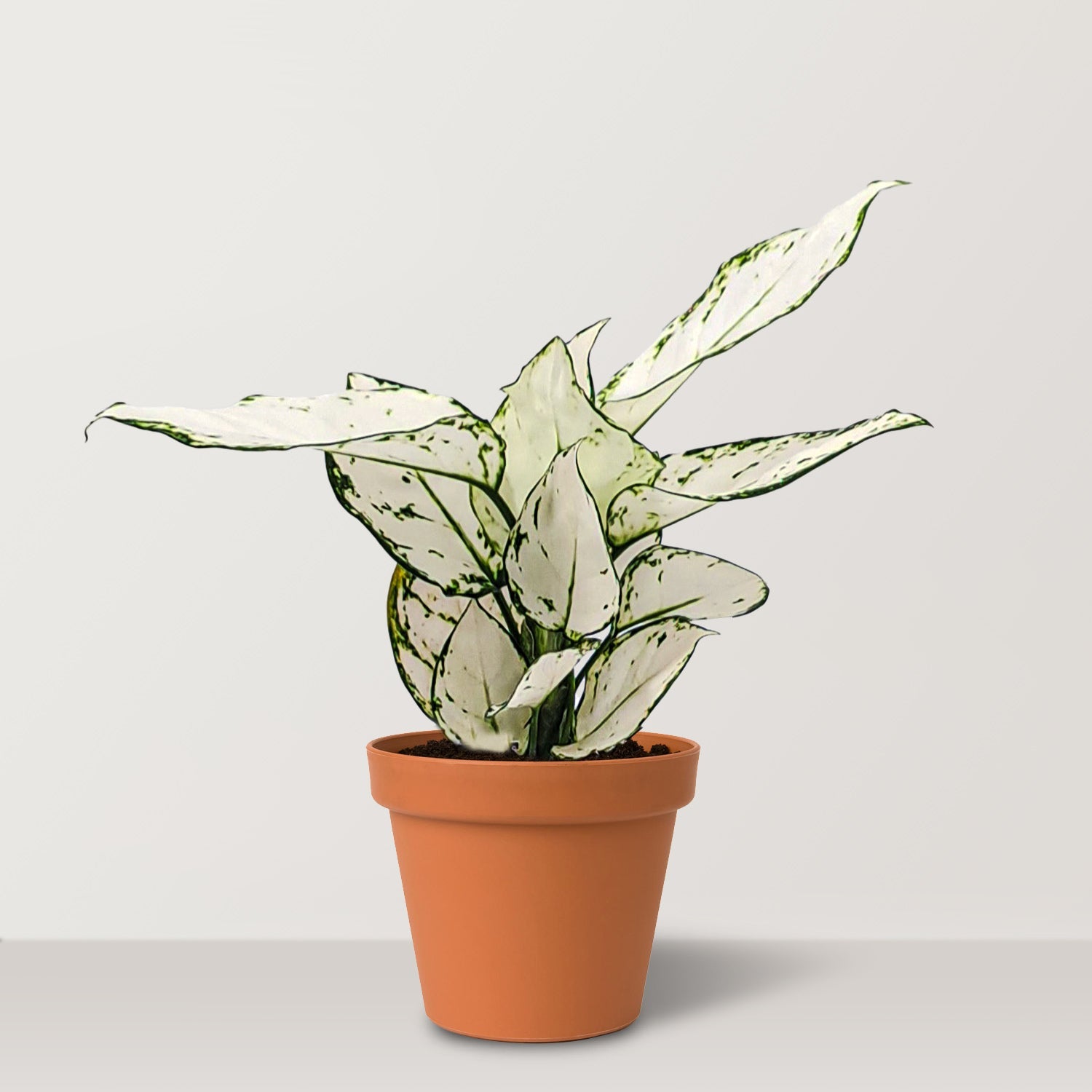 Aglaonema Super White (Aglaonema spp.) - Bostan Al Jazeera