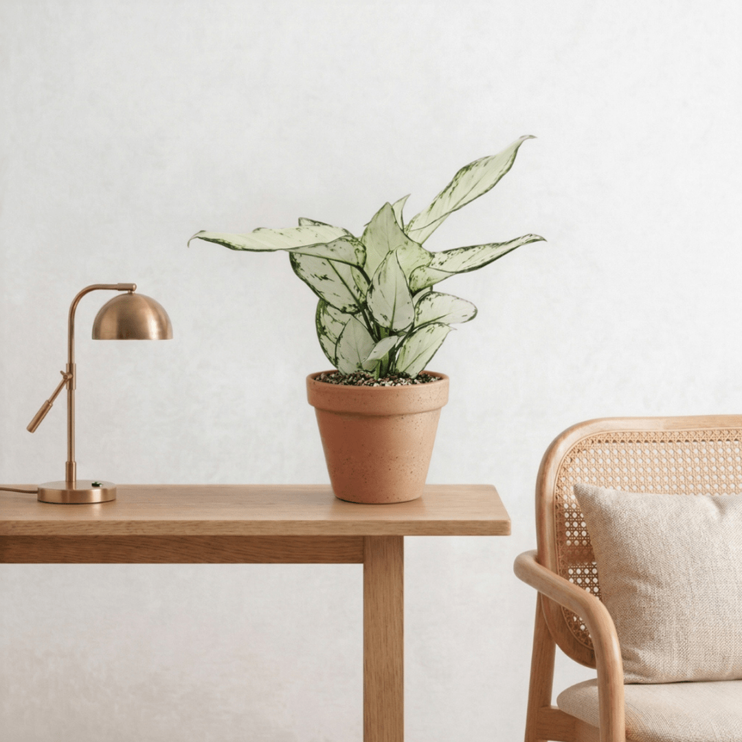 Aglaonema Super White (Aglaonema spp.) - Bostan