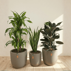 Air Purifying Set - Bostan Al Jazeera