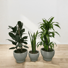 Air Purifying Set - Bostan Al Jazeera