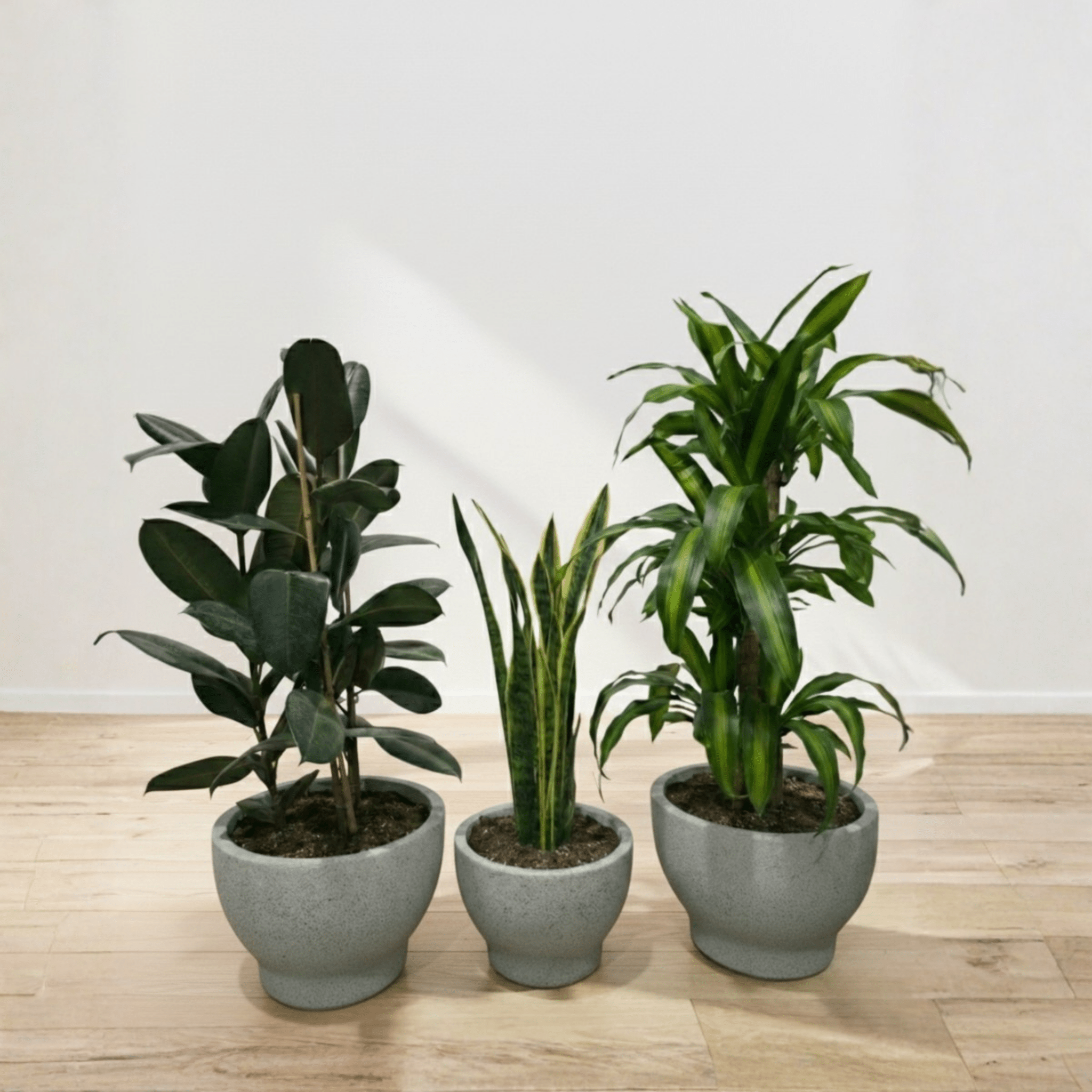 Air Purifying Set - Bostan Al Jazeera