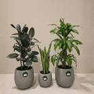 Air Purifying Set - Bostan Al Jazeera