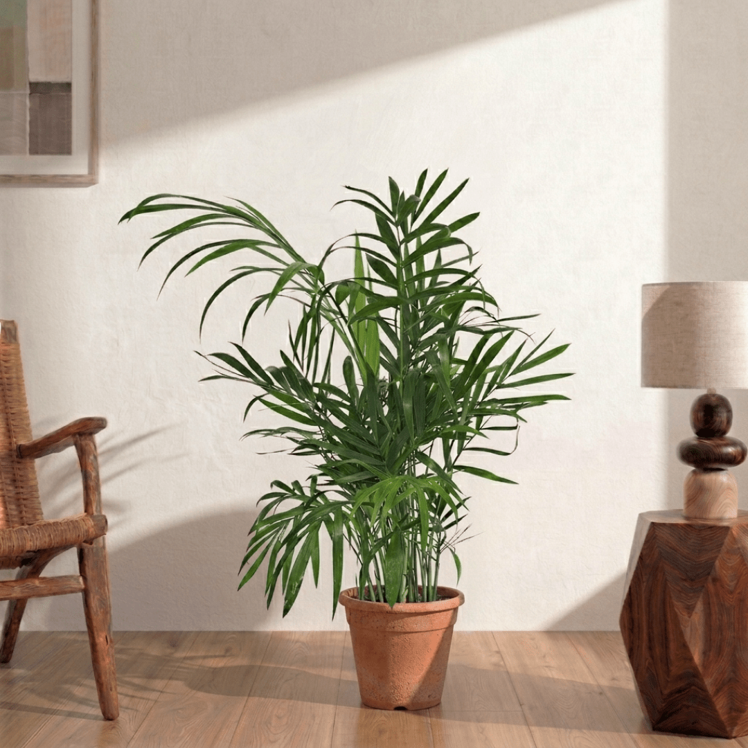 Areca Palm (Dypsis lutescens) - Bostan