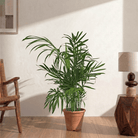 Areca Palm (Dypsis lutescens) - Bostan
