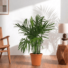 Areca Palm (Dypsis lutescens) - Bostan