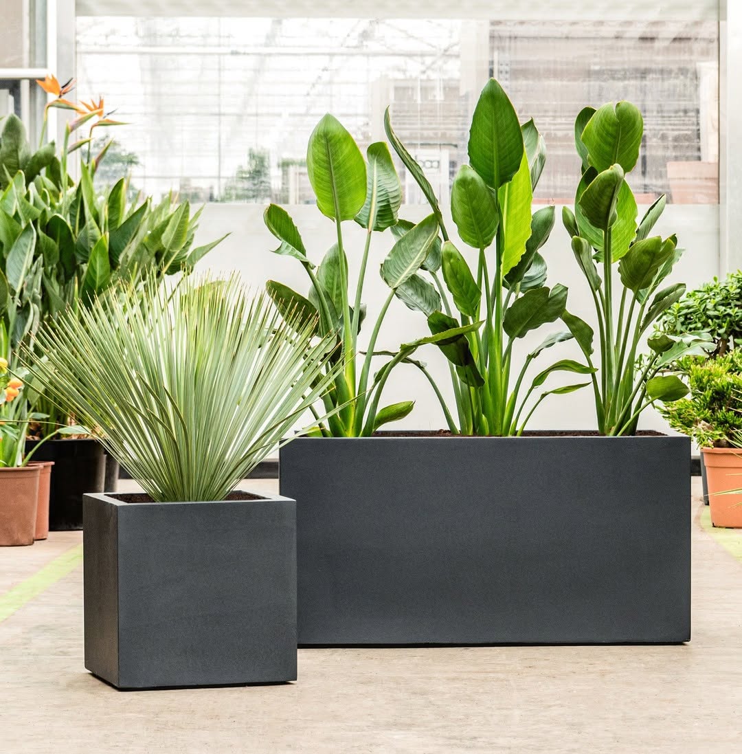 Argento Box - Bostan Al Jazeera