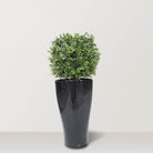 Artificial Box Wood Ball in VASO Pot - Bostan Al Jazeera