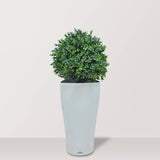 Artificial Box Wood Ball in VASO Pot - Bostan Al Jazeera