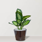 Artificial Dieffenbachia maculata in VASO Pot - Bostan Al Jazeera