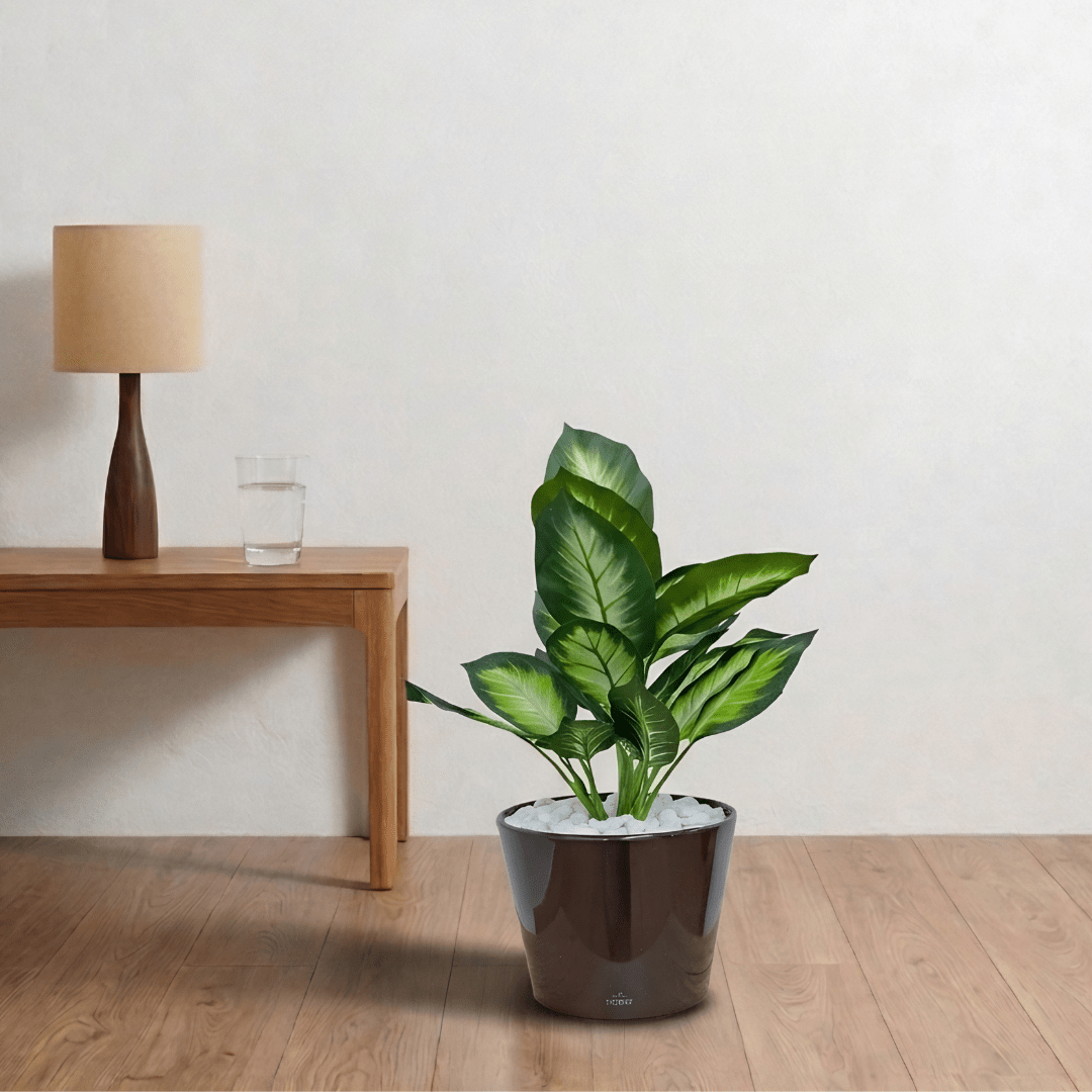 Artificial Dieffenbachia maculata in VASO Pot - Bostan