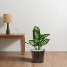Artificial Dieffenbachia maculata in VASO Pot - Bostan