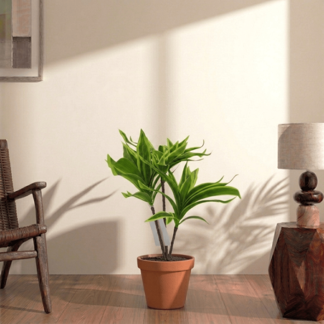 Artificial Mini Dracaena with plastic pot - Bostan