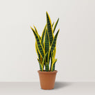 Artificial Sansevieria Trifasciata with pot - Bostan Al Jazeera