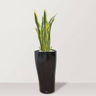 Artificial Snake Plant in VASO Pot - Bostan Al Jazeera
