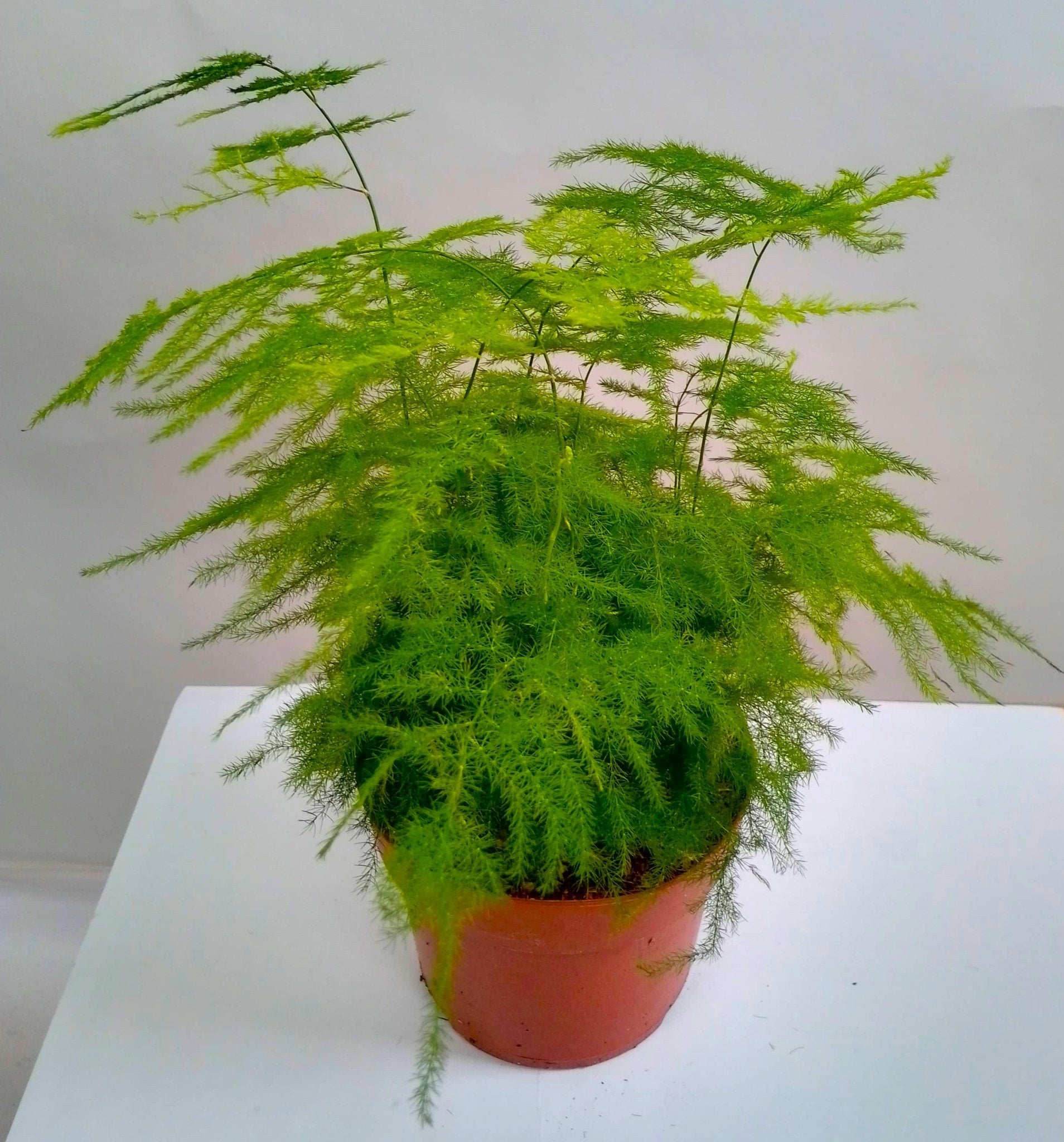 Asperagus Fern (Asperagus setaseus plumosus) - Bostan Al Jazeera