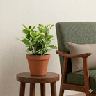Baby Rubber Plant (Peperomia obtusifolia) - Bostan